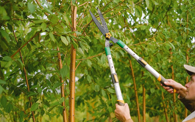 Tree trimming in Capitol Heights, MD