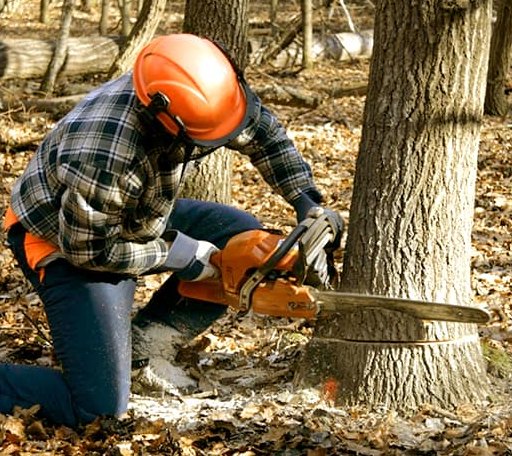 Tree Removal in Capitol Heights, MD